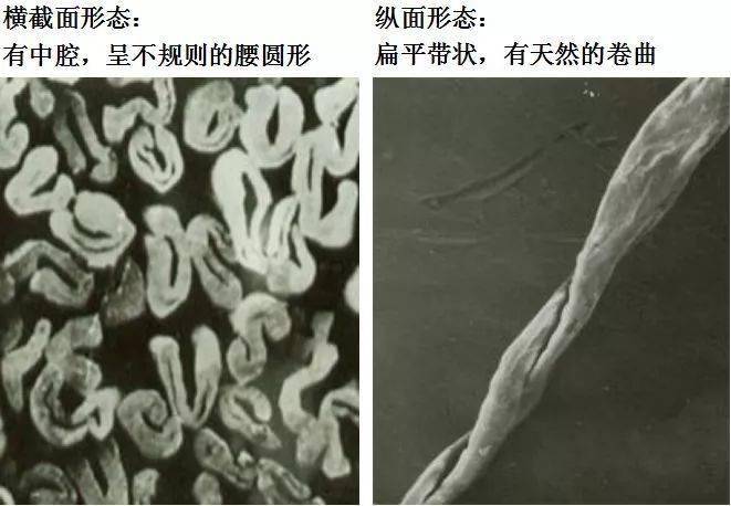 常见纺织纤维在显微镜下的形态