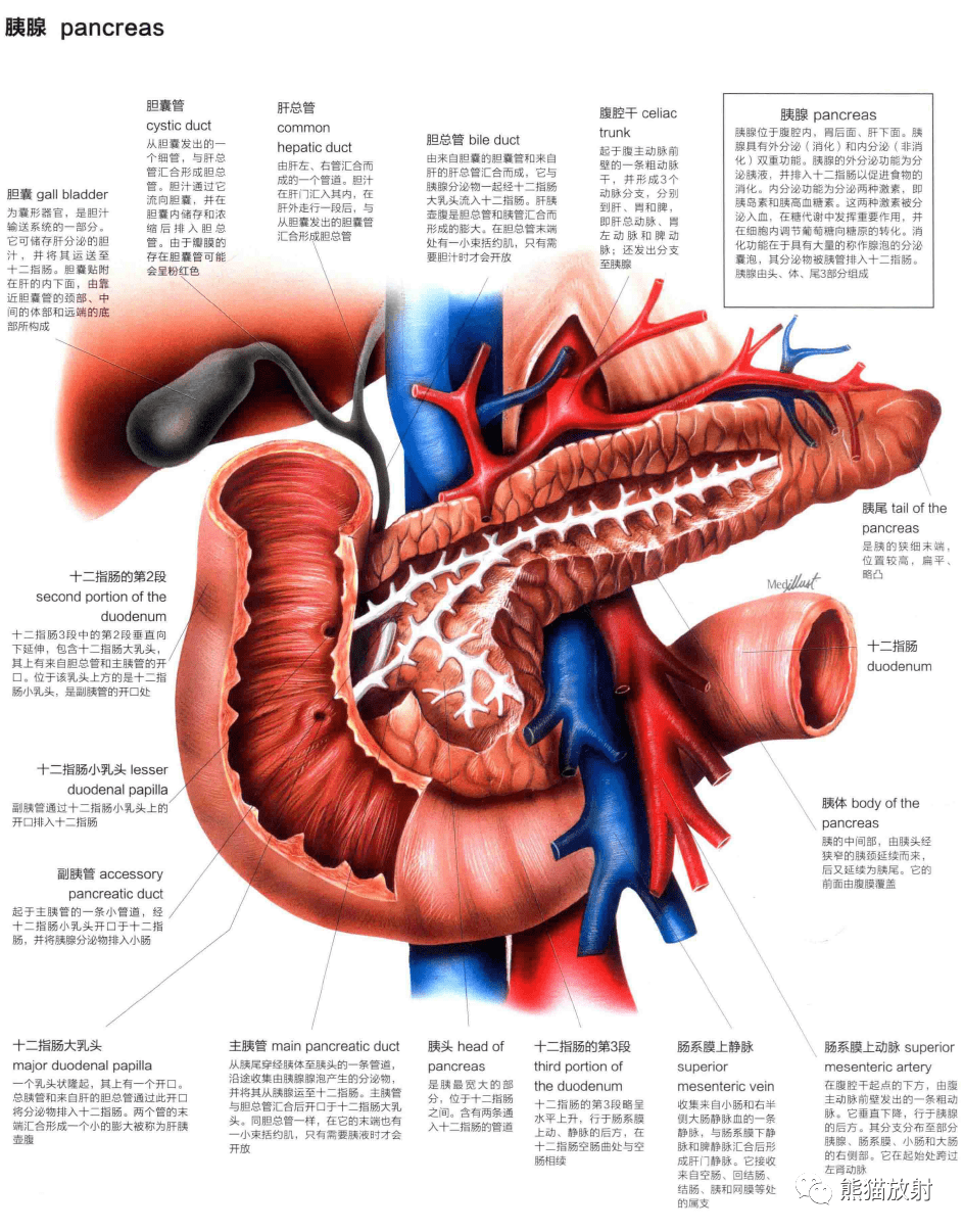 人体图谱丨消化系统腹膜腹腔肝胆胰