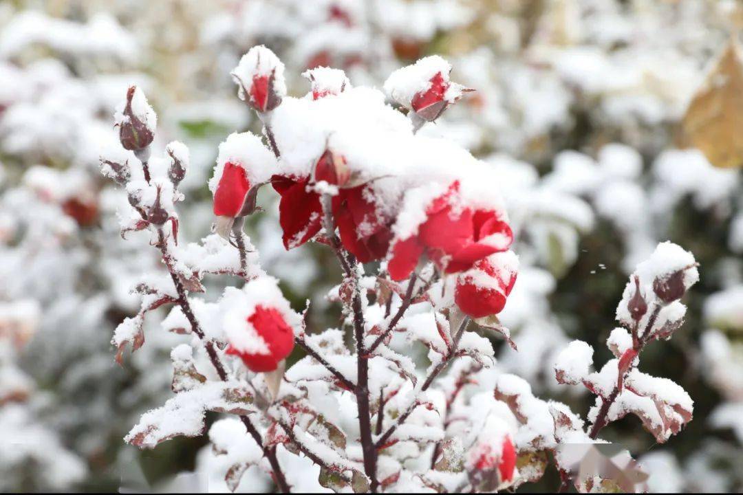 【岳普湖微文化】摄影·雪中花