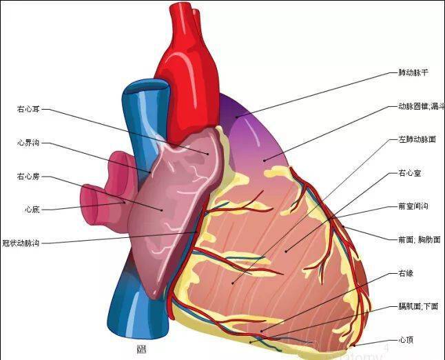 67史上最全心脏解剖图值得收藏