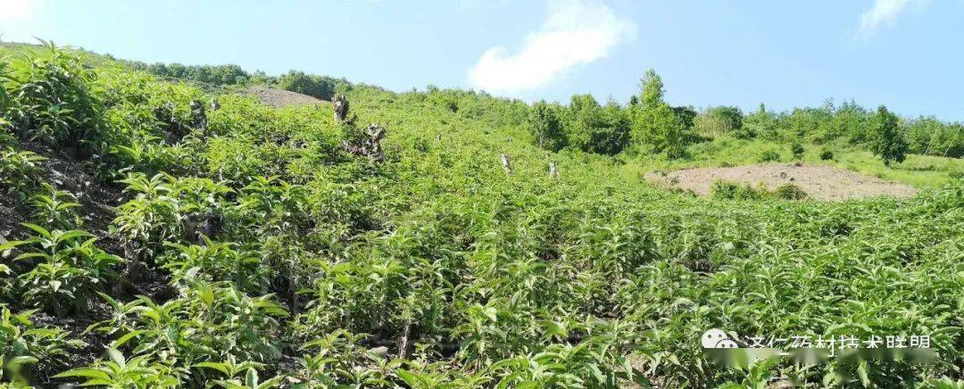 蒲公英地里有草打什么除草剂好_蒲公英专用除草剂_蒲公英田除草剂