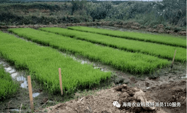 昌江县峨港村多少人口_昌江县爱尾镇汕地村(2)