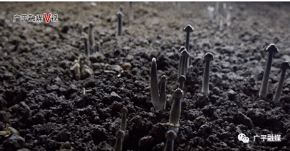 为37个贫困村建立菌菇大棚500余个,种植双胞菇,平菇,黑皮鸡枞菌等菌菇