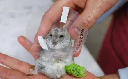 怎么描写小仓鼠睡觉 878e9f6525514f2cb54354003bbeca2d.jpeg