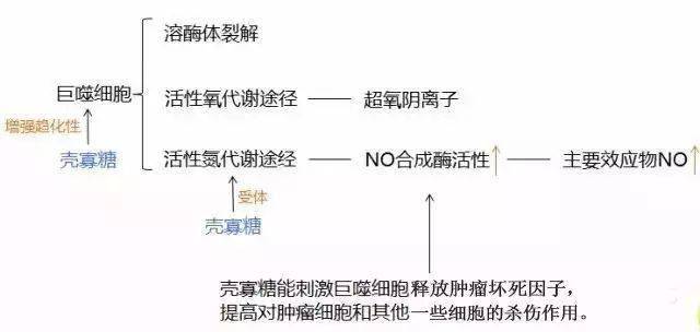 壳寡糖:世界医学界公认的提高免疫功能最佳多糖类物质_手机搜狐网