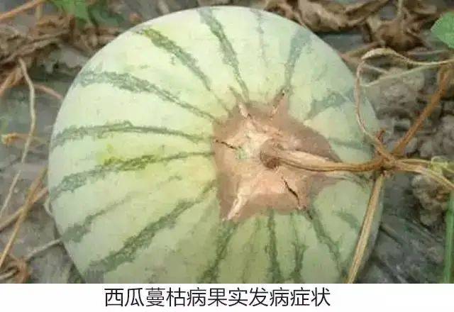 西瓜烂枝烂叶咋回事那可能是你的西瓜得了蔓枯病
