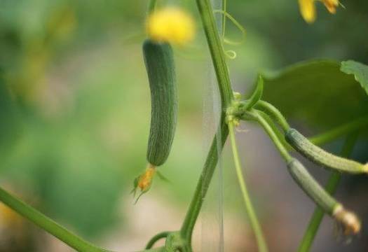 12个特色种植项目供您参考天博电竞入口(图9)