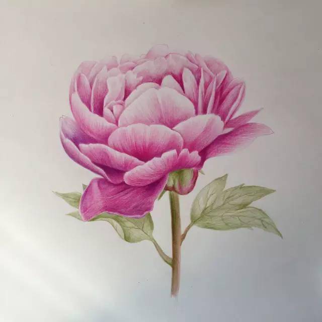 彩铅花卉教程|教你画一朵富贵牡丹花,彩铅花卉步骤图