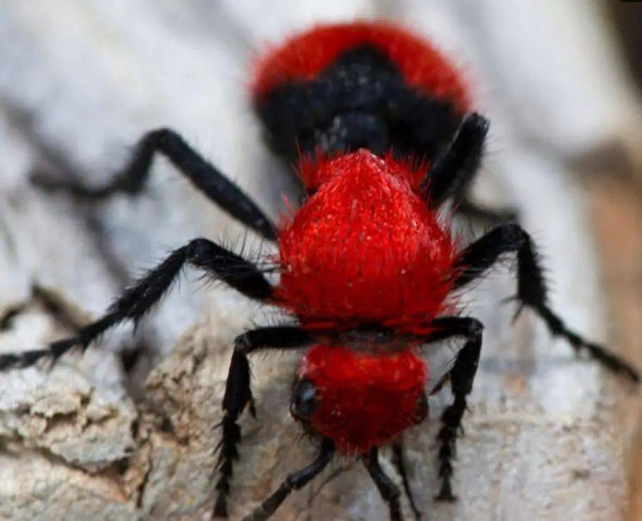 世间罕见的5种奇葩动物第一个超级萌红色毛绒蚂蚁太可爱了