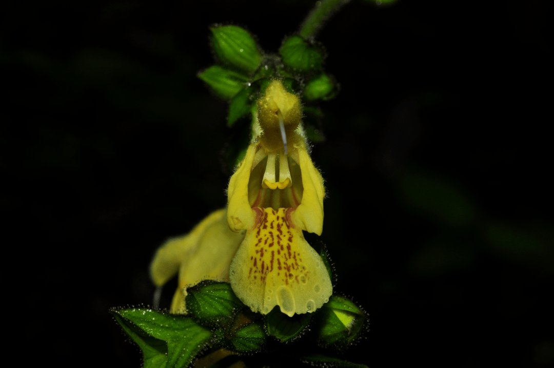 黄花鼠尾草正面