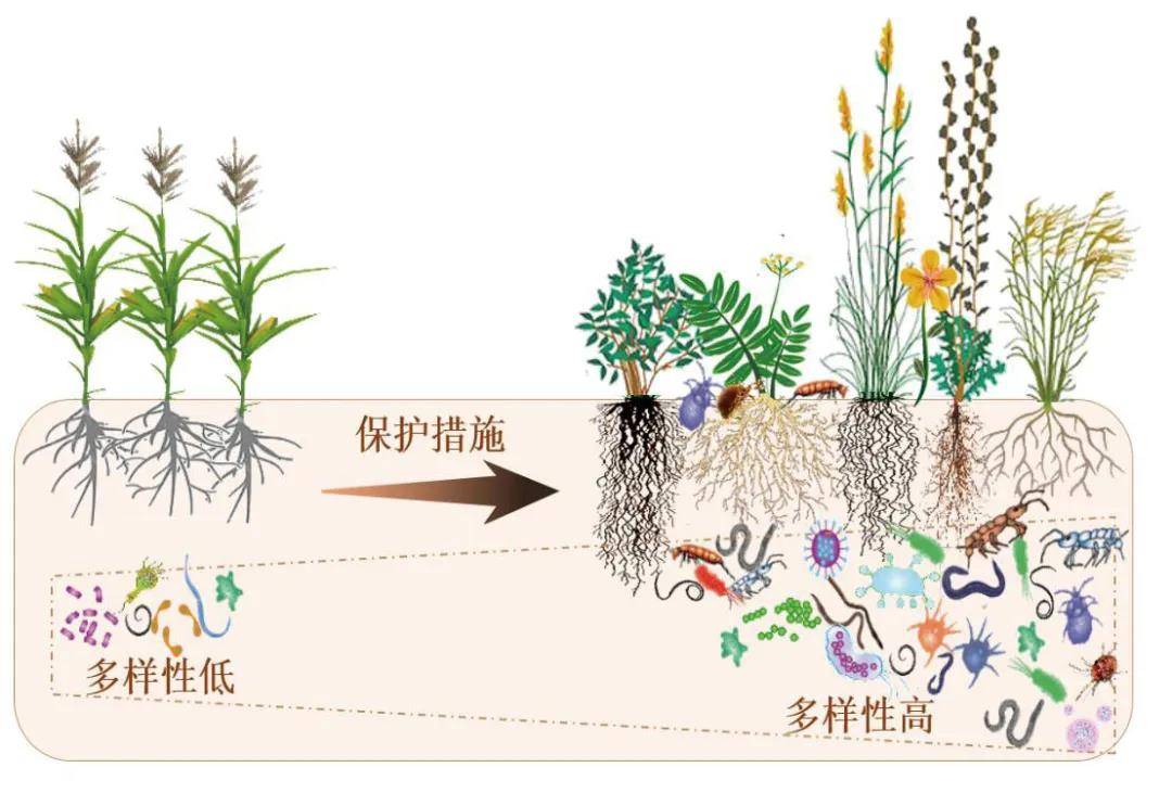 保持土壤生命力,保护土壤生物多样性
