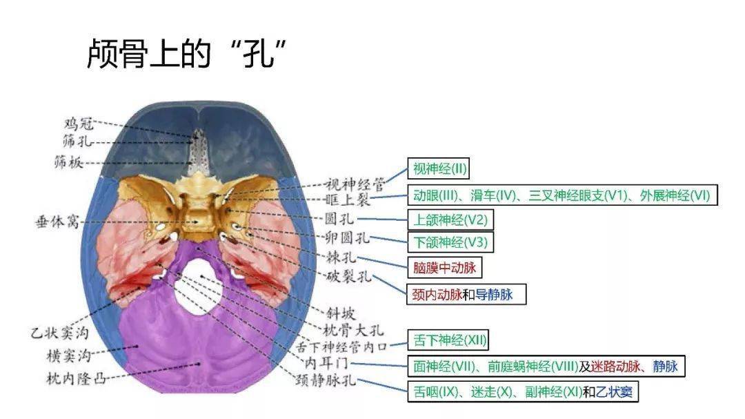 脑干解剖和综合症