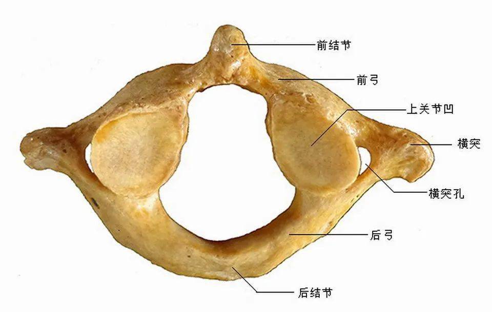 颈椎七兄弟解剖结构,轻松掌握颈椎病症问题