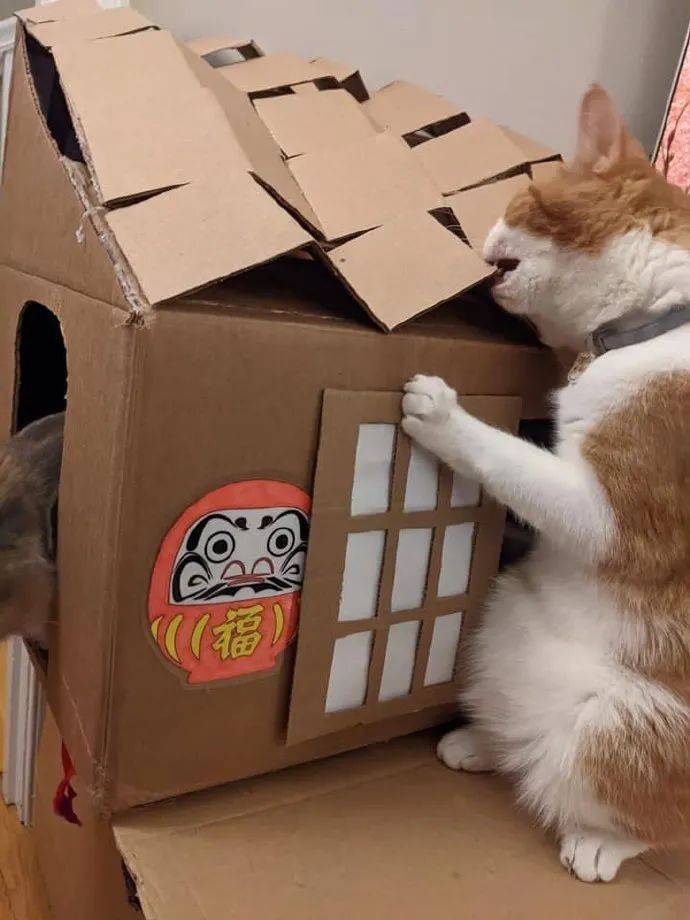 铲屎官用纸箱给猫咪做了个房子,不知道能撑多久