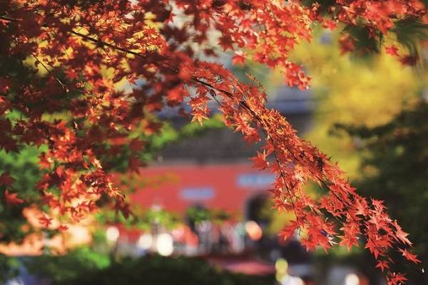 项目引领区位赋能 南京紫东“文旅之城”起峰峦