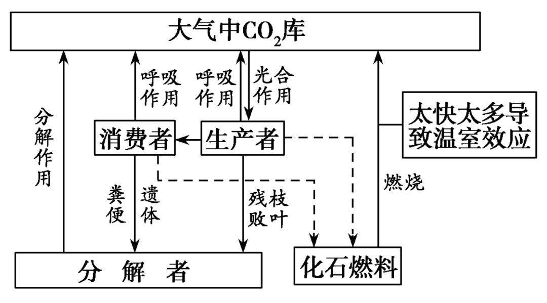 碳循环过程分析