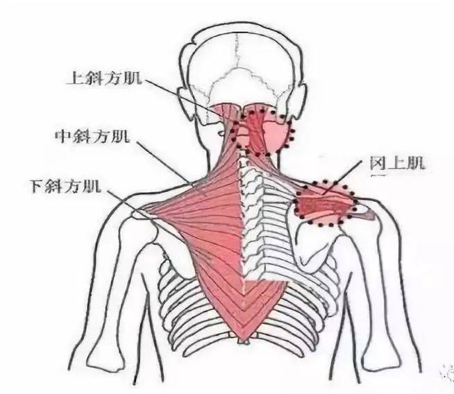 肌:位于颈项两侧,肌肉上部位于胸锁乳突肌深侧,下部位于斜方肌的深面