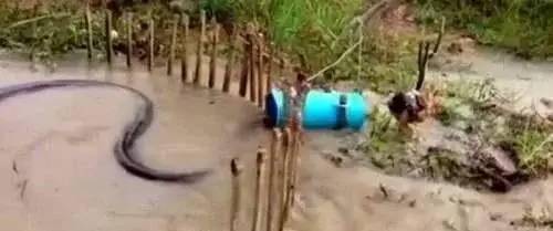 河道出现超大蟒蛇村民合力抓捕男子拍下关键的瞬间