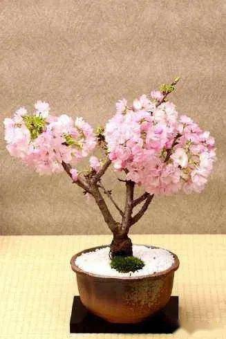 色泽娇艳;另一类是经由杂交育出,即里樱,它包括染井吉野,里