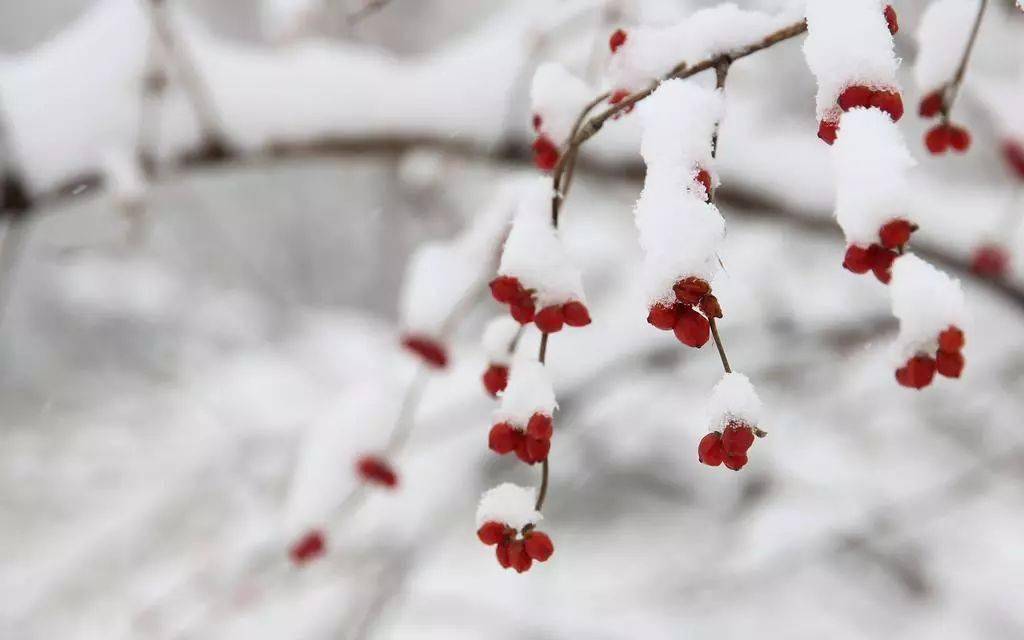 节气大雪至寒冬始万物冬藏待春来