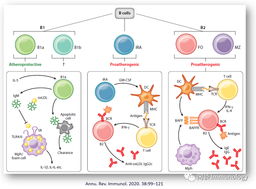 b细胞类别与心血管疾病发病关系 免疫学专题_抗体