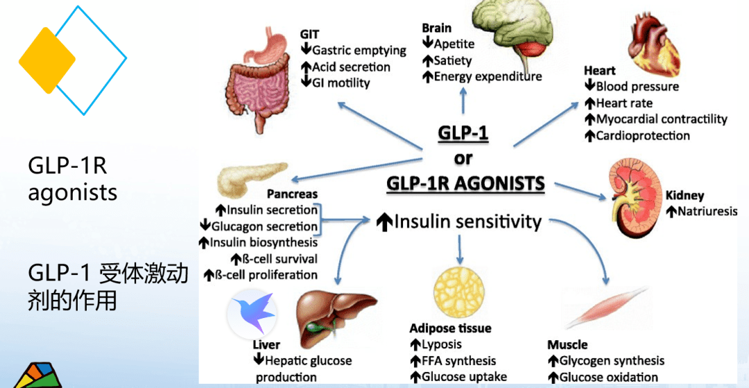 写意报告鲍靖glp1受体激动剂的新机遇