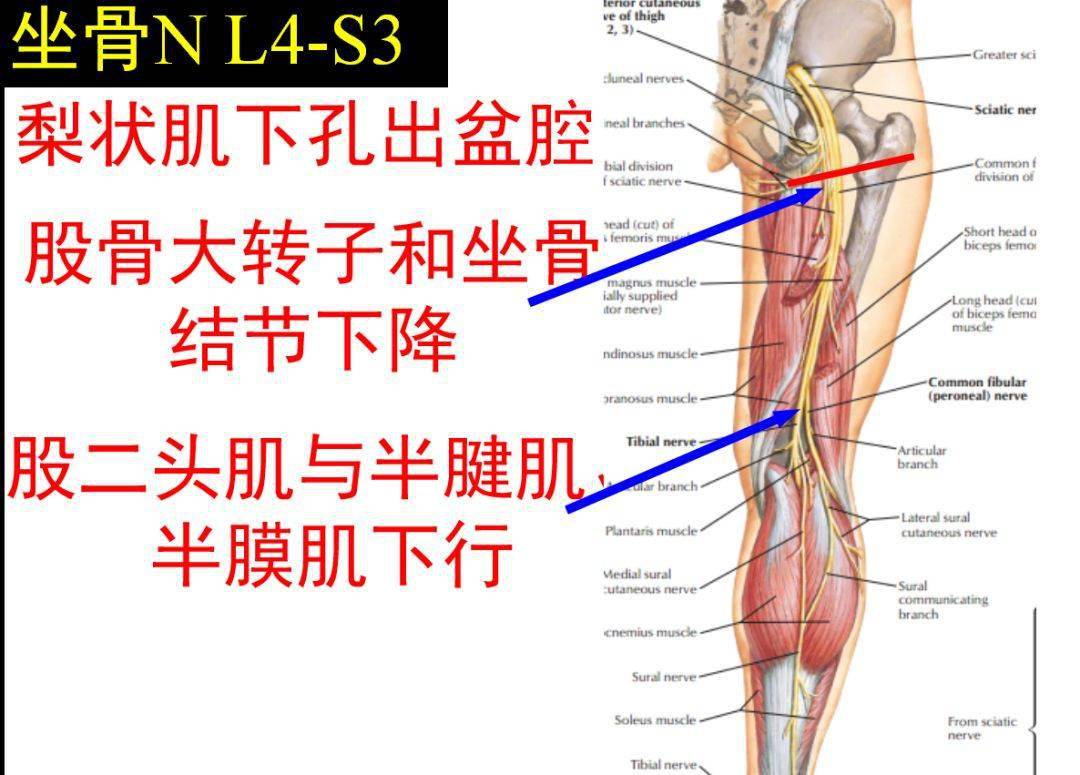 下肢神经的组成及走行汇总轻松搞定腰腿疼