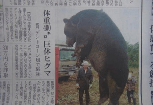 日本超巨大食人熊:5天吞噬7名妇孺,被捕杀后,被当地民众剥肉分食泄愤