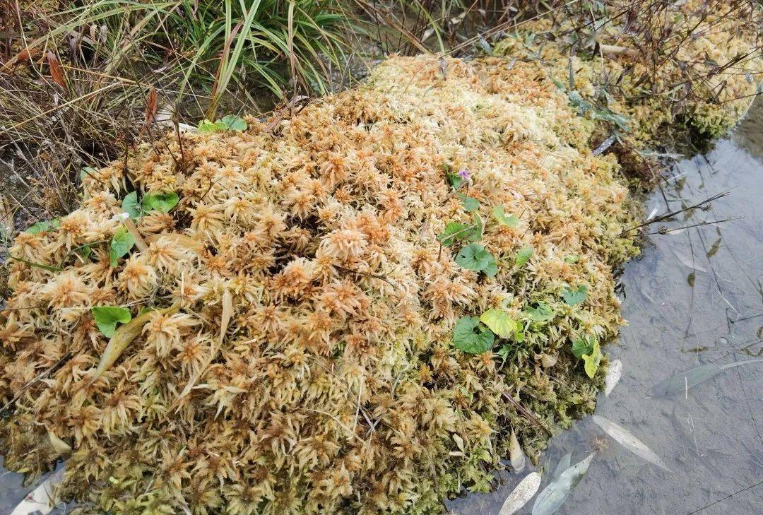 边远村产业发展风里雨里海花草在摆耳村等你