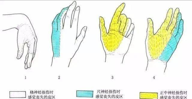 脊柱神经图谱