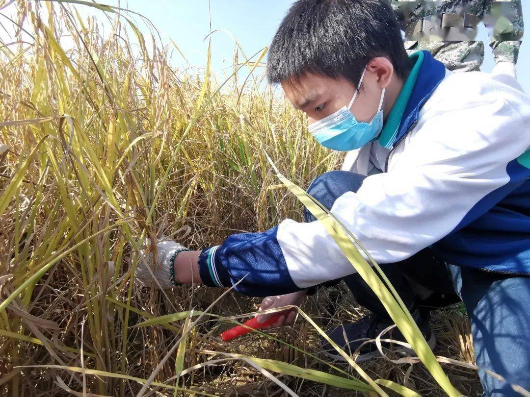 融入大自然的农田体验秋收的喜悦初二级开展农耕研学活动