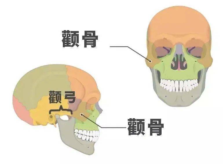 脸大这个锅颧弓突出不背