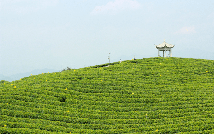 茶香十里我在松阳大木山茶园等你