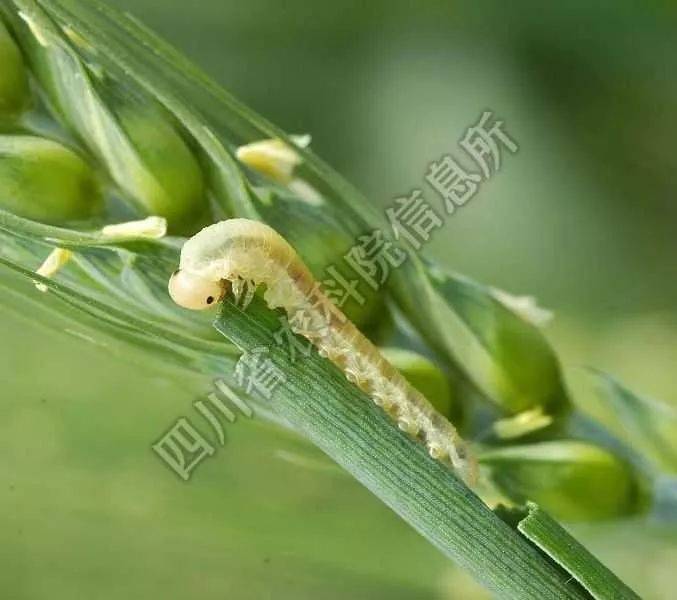 超详细!14种小麦常见病害图片及防治技术