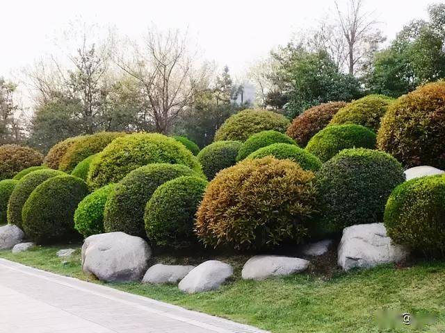 复合绿化打造结构稳定的植物群落,打造层次丰富,风景优美的园林景观