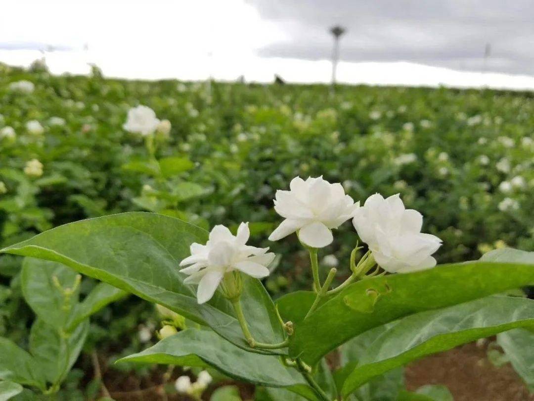 入伏之后的四川犍为县茉莉鲜花,因光照等条件充分,茉莉花浓度高,精油