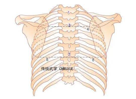 脊柱的体表定位_胸骨