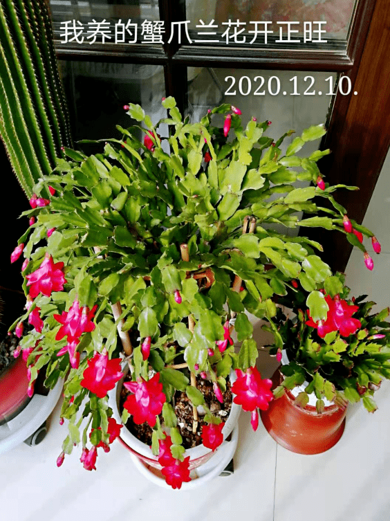 晒图| "我养的钝齿蟹爪兰,花开正旺!