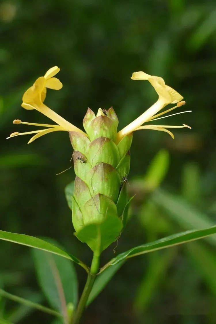 239 穿心莲andrographis paniculata  爵床科 穿心莲属