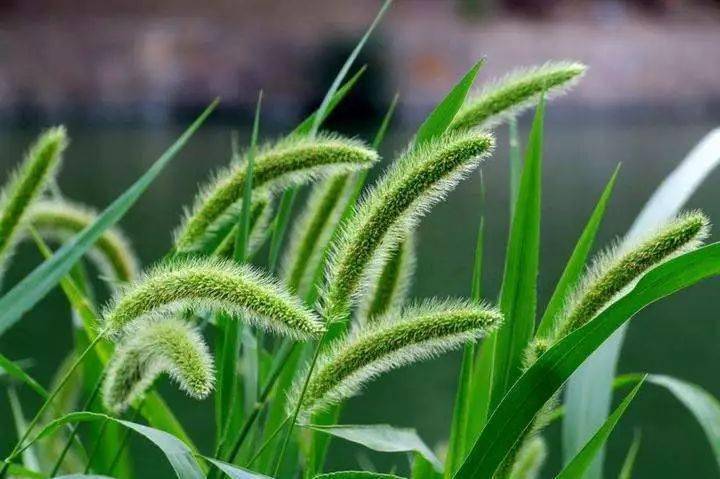 分不清禾本科杂草?常见禾本科杂草图谱