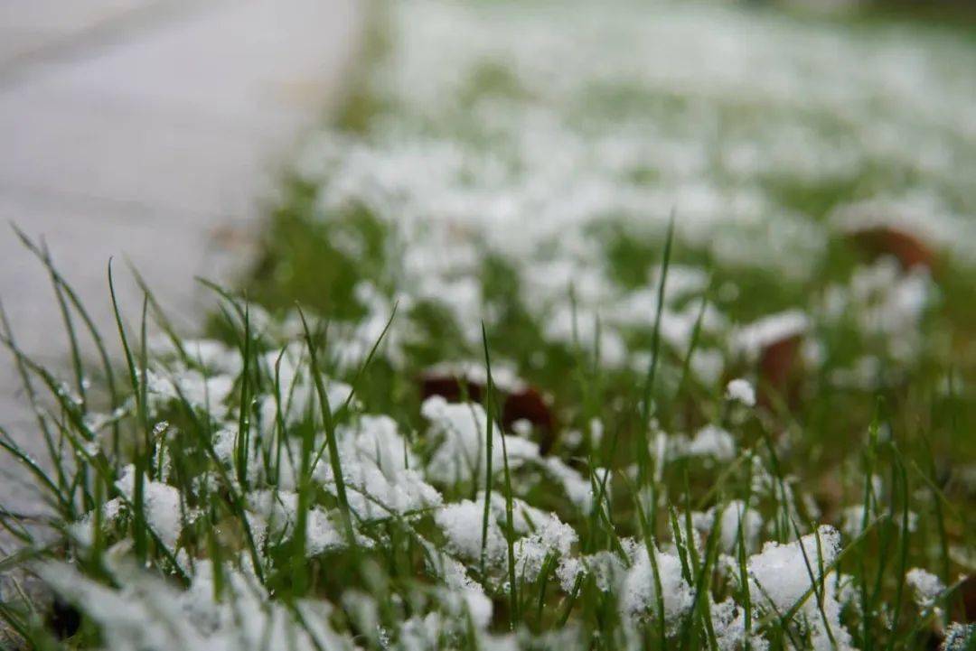 初雪| 岁末将至 敬颂冬安