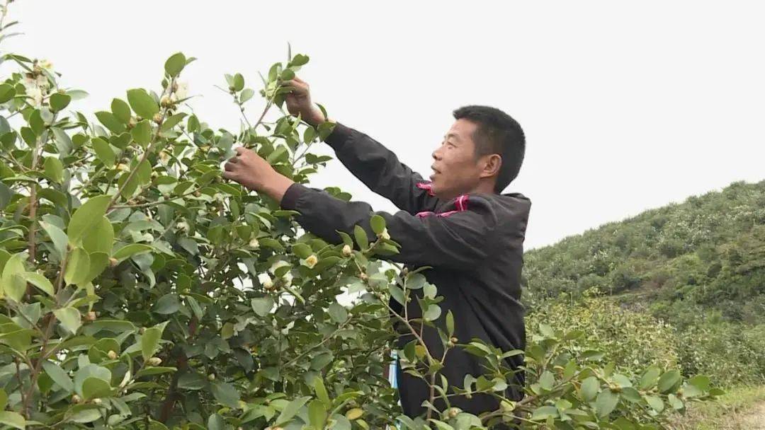 千亩油茶花开,青田"油茶大王"带领村民走上致富路