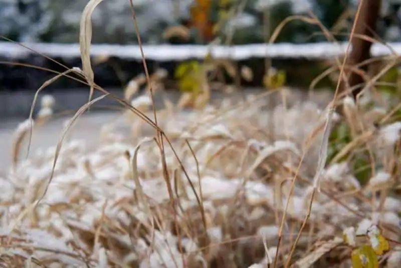 初雪| 岁末将至 敬颂冬安