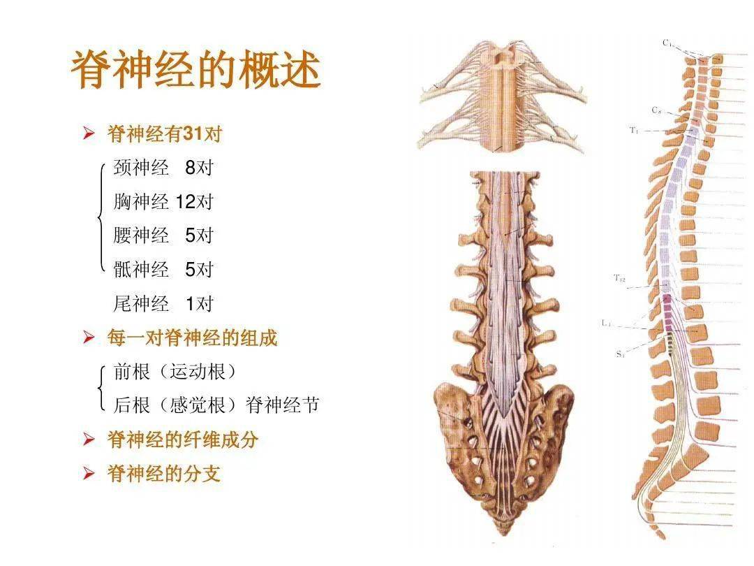 329.脊髓和脊神经根-动态人体解剖-医学