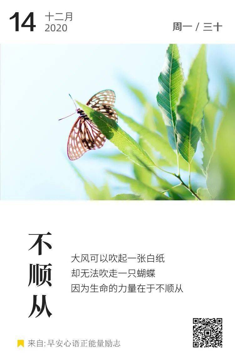 12月14日每日早安心语日签_蝴蝶