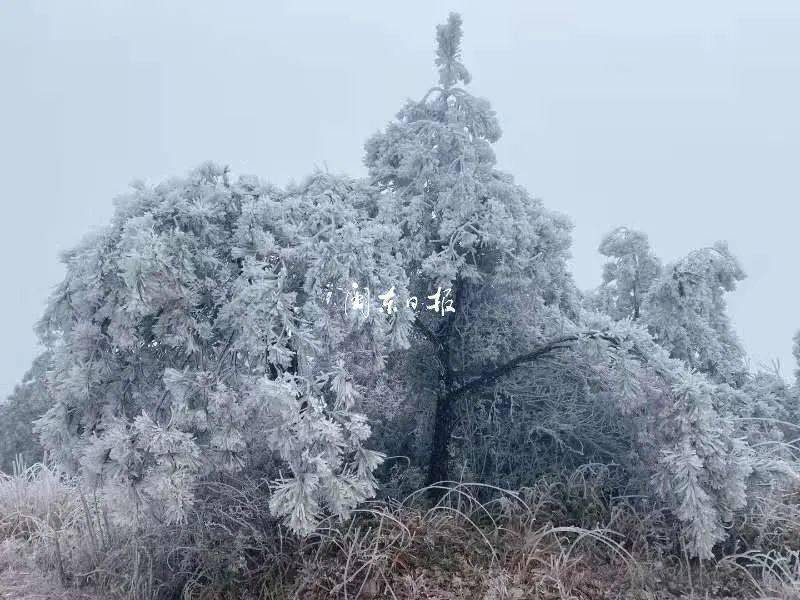 下雪了寿宁县迎来2020年闽东地区首场雨夹雪多图