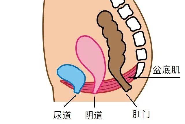 关于盆底肌,妈妈们最想了解的 10 个问题,一次说清