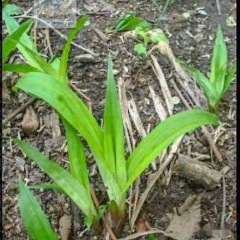 陕西延安黄龙山褐马鸡国家级自然保护区野生植物及大