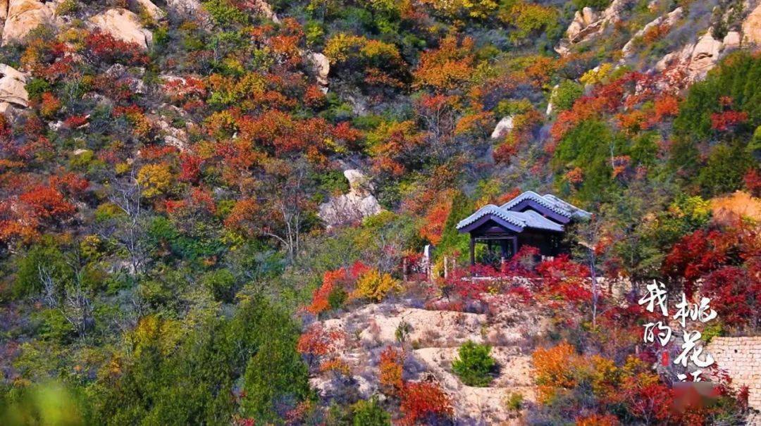 《我的桃花源》今日21:50 带您探寻密云京郊最美秋迹