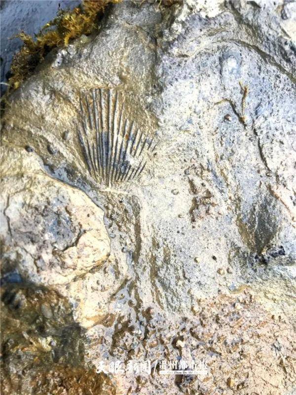 龙宫|龙宫果真有龙！安顺市龙宫镇发现古生物化石群
